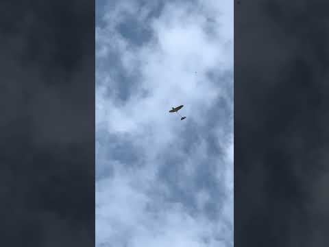 Free flight with Fin after nursery #flyforfun #freeflight
